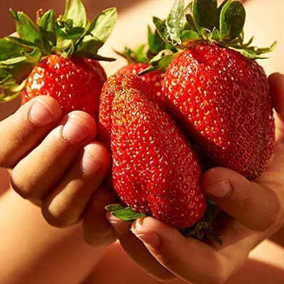 ActrovaX Rare Giant Strawberry Super Sweet, Extra Large, Scented Fruit [100 Seeds] Seed(100 per packet)