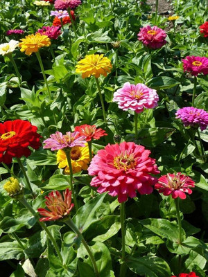Quentova Zinnia elegans, Dahlia-Flowered Mixed-VS-9E Seed(50 per packet)