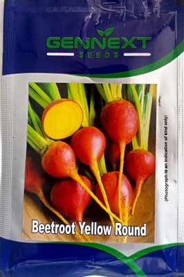 KRASHAK Beet Root Yellow Chukunder Seed(2 per packet)