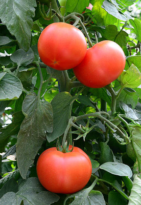 SHREE BALA JI VENTURES tomato Seed(55 per packet)