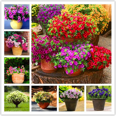 Qualtivate PUAS-20 Double Petals Petunia Seeds Mixed Color Seed(50 per packet)