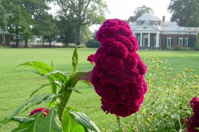 UGRA Celosia / Cockscomb Seed(5 per packet)