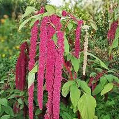 CYBEXIS Quick Growing Crops Yard Amaranth Seeds for Garden Red700 Seeds Seed(700 per packet)