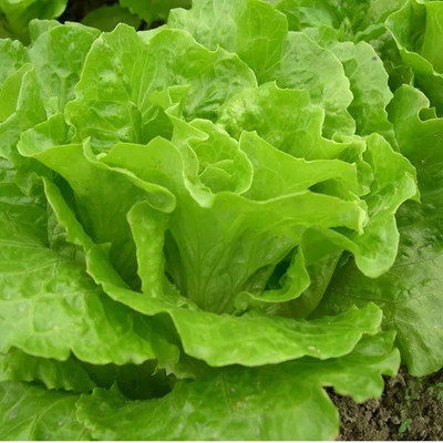 Quentova High Quality Fresh Iceberg Lettuce-US-11G Seed(200 per packet)