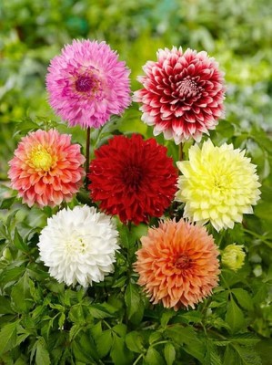 ibains Dahlia seeds Seed(20 per packet)