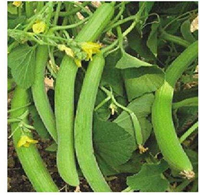 ENINE Vegetable Seeds Cucumber Kakdi Seeds Long Melon DF129 Seed(20 per packet)