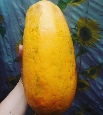 KLARKEE Florida Red Royale Papaya Seeds Seed(300 per packet)