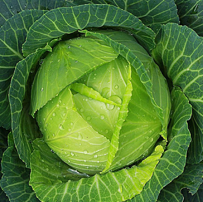WILLVINE VMR -I Cabbage Seeds for Planting – Non-GMO [10g] Seed(3000 per packet)