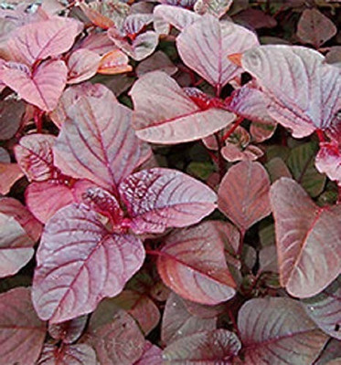 Aro Amaranthus Red, Tottakura Seed(110 per packet)