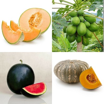 SimXotic Combo of Papaya, Pumpkin Kaddu, Watermelon & Muskmelon Seed(4 per packet)