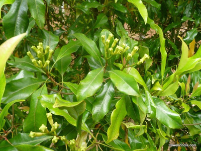 Qualtivate XL-48 Cloves,lavanga Seeds Seed(50 per packet)