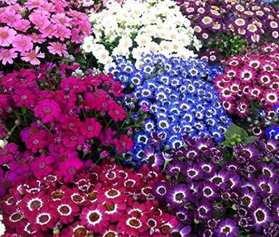 Epazo Cineraria Early Perfection Mixed Seed(25 per packet)