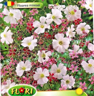 CYBEXIS GYPSOPHILA ELEGANS HIGH Quality Flower Seeds Seed(50 per packet)