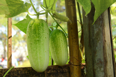 Pbevergreen Cucumber F1 Vegetable Seed(300 per packet)