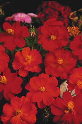 ZIXA Crest Red Cosmos Seed(40 per packet)