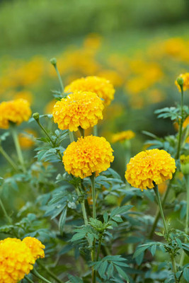 ActrovaX marigold/gende ka phool flower seeds Seed(25 per packet)