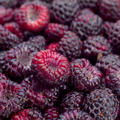 XOLDA Organic raspberry Seed(37 per packet)