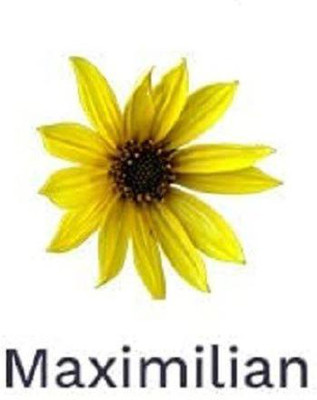 VibeX ® XXL-449 Maximilian Sunflower Seeds Seed(200 per packet)