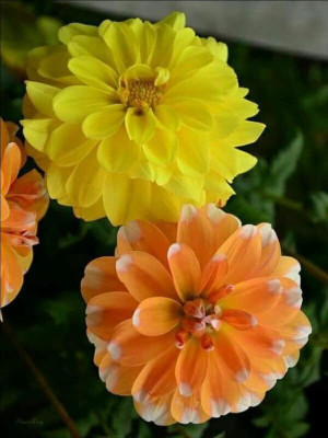Aywal Dahlia Double Figaro Mix Seed(10 per packet)