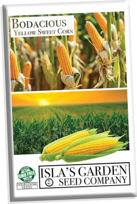 WILLVINE AMR -V Bodacious RM Sweet Yellow Corn Seeds-[1Kg] Seed(4000 per packet)