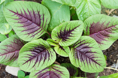 Qualtivate PUA-2A Striped Red Spinach for Planting Seed(300 per packet)