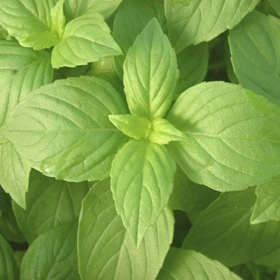 KNESSiN Lemon Basil - Non-GMO - A Unique herb-{800 Seeds} Seed(800 per packet)