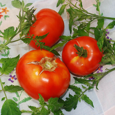 Quentova Tomato Red टमाटर-NTL-11O Seed(250 per packet)
