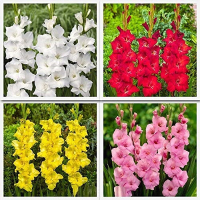 Cloud Farm GLADIOULUS Seed(12 per packet)