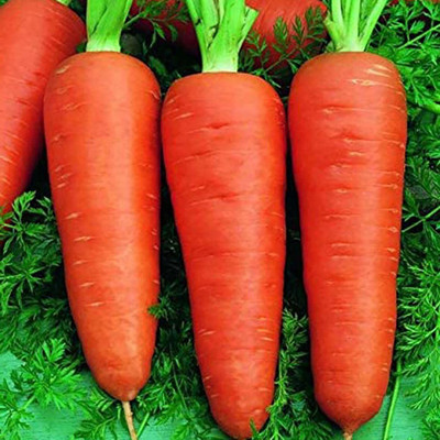 CYBEXIS High Yield Carrot Seeds(Orange)2000 Seeds Seed(2000 per packet)
