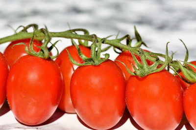 VRAKSHA ORGANIC TOMATO Red Tomato Seed(300 per packet)