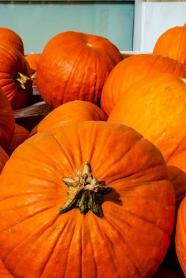 Qualtivate Fresh Vnr Pumpkin Vegetable Hybrid Seed(100 per packet)