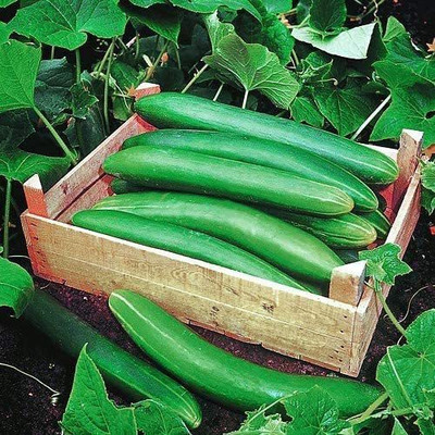 CYBEXIS XL-97 - Super Prolific Cucumber - (150 Seeds) Seed(150 per packet)