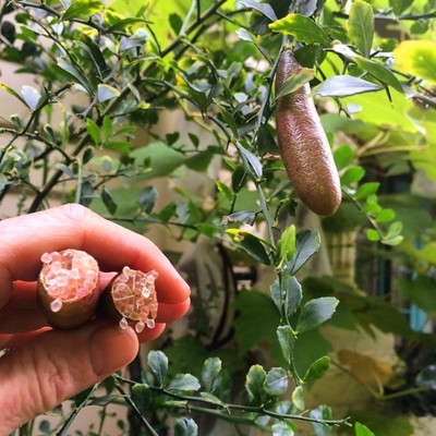 KNESSiN Australian Citrus Fruit Bonsai Sweet Mini Lemon Seed Seed(25 per packet)