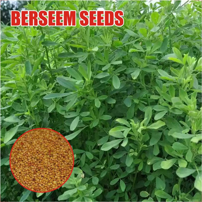 HYBRID 1kg berseem Malti cutting animal grass seeds more milk and soft green grass Seed(3 kg)
