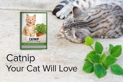 VibeX VVI-4 - Catmint (Catnip Catswort Catwort) - (4500 Seeds) Seed(4500 per packet)