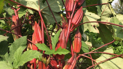 Qualtivate HYB-4A Okra - Red Burgundy Seed(350 per packet)