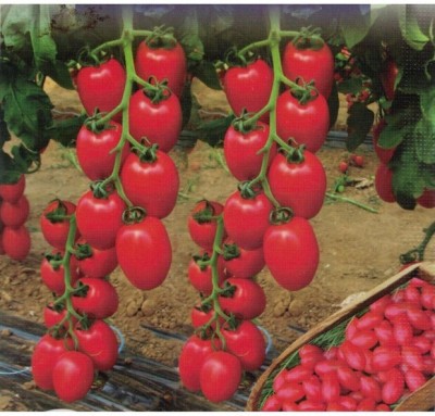 Hybrid Galaxy Fresh Vnr Tamato (Tamatar) Vegetable Hybrid Quality Seed(100 per packet)