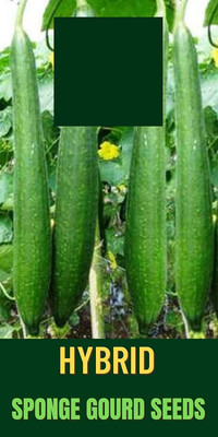 CYBEXIS GBPUT-78 - Sponge Gourd F1 Hybrid Vegetable - (100 Seeds) Seed(100 per packet)