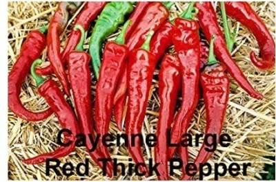 Qualtivate GBPT-5A Cayenne Large Thick Chilli Seed(300 per packet)