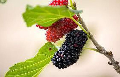 Oliver MULBERRY (shshatoot) fruit seeds Seed(117 per packet)