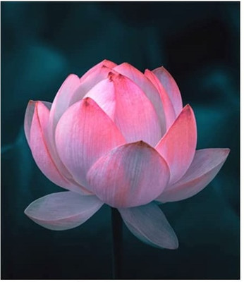 Qualtivate RES-7A Mixed Pink & Red Lotus Flower Seed(25 per packet)