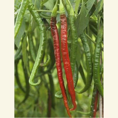 KANAYA hot chilli vegetables Seed(300 per packet)