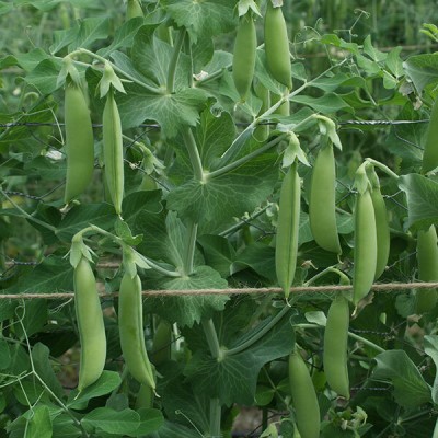 Avysa Pea Snap Pea Nairobi Seed(400 per packet)