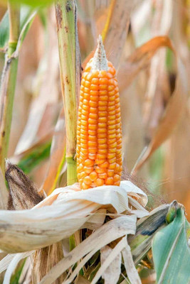 WILLVINE KGF -X Yellow Popping Corn-[100g] Seed(400 per packet)