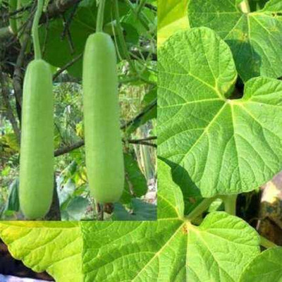 SEMINA VITA bottle gourd loki seeds Seed(49 per packet)