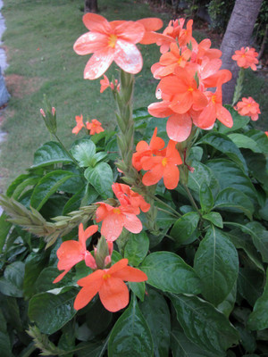 Aro Crossandra, Firecraker Flower Seed(70 per packet)