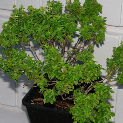 WILLVINE FROZEN SEED CAPSULES Fine Verde Basil Seeds (Ocimum basilicum) -[2000 Seeds] Seed(2000 per packet)
