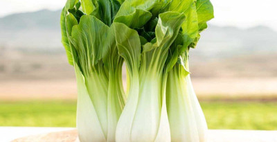 Quentova Pak Choi Organic Vegetable-XIL-6L Seed(200 per packet)