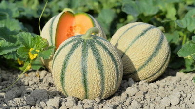 PLUSGREEN Charentais Melon/Musk Melon Seed(60 per packet)