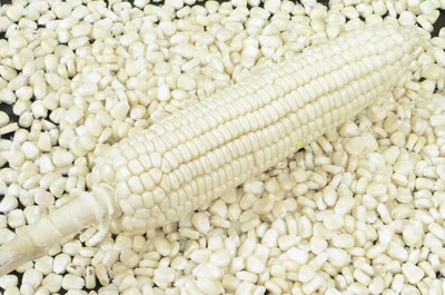 WILLVINE HAR -IV F1 Hybrid Pratap-9 Sweet Corn -[1Kg] Seed(4000 per packet)